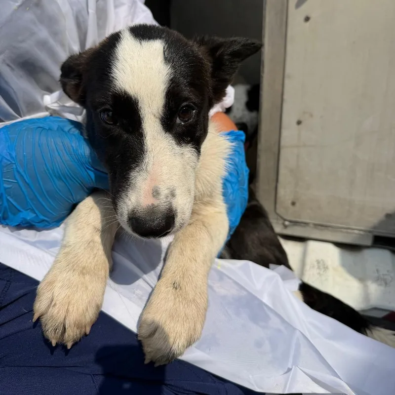 A baby medium-sized male Black Collie dog named Joker for adoption in Edinburg, TX