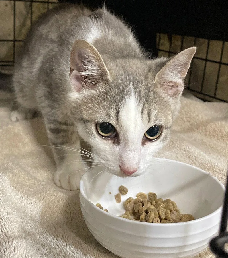 A baby medium-sized male Tabby cat named Tyg for adoption in Island Lake, IL
