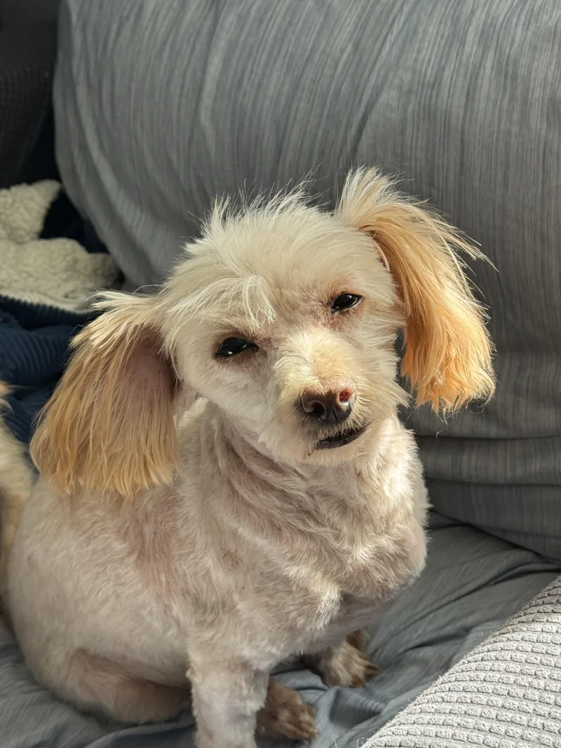 An adult small-sized female Miniature Poodle dog named Ricotta for adoption in Windsor, CO