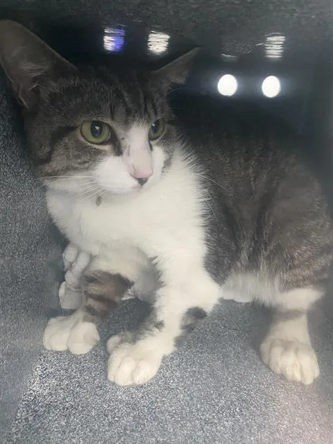 A young medium-sized male Domestic Short Hair cat named Champ for adoption in Dallas, TX