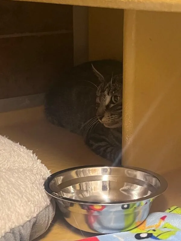 Gertrude thumbnail 2