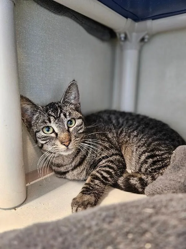 Gertrude thumbnail 3