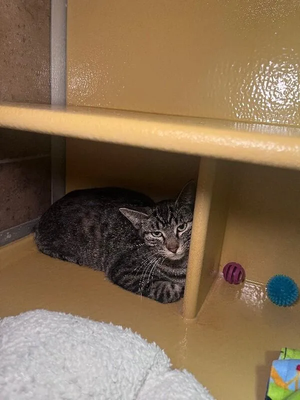 Gertrude thumbnail 4