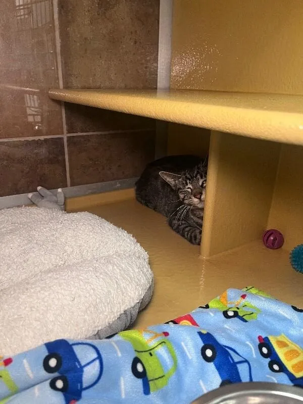 Gertrude thumbnail 5