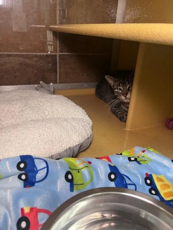 Gertrude thumbnail 6