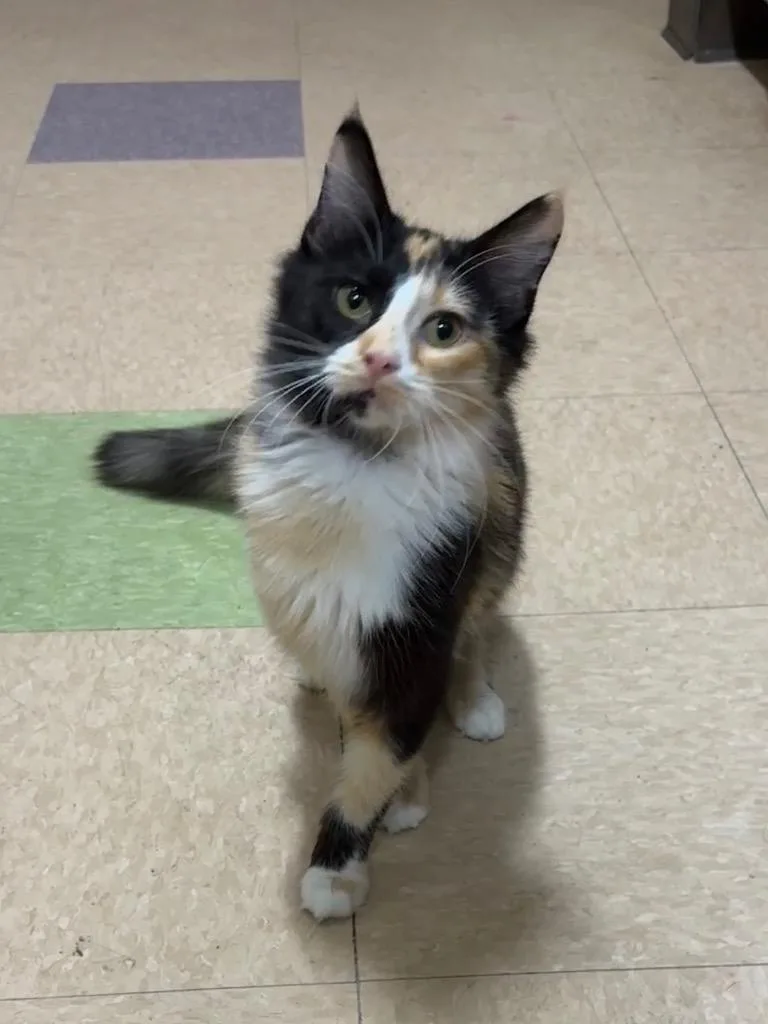 A young small-sized female Domestic Medium Hair cat named Marie for adoption in Little Rock, AR