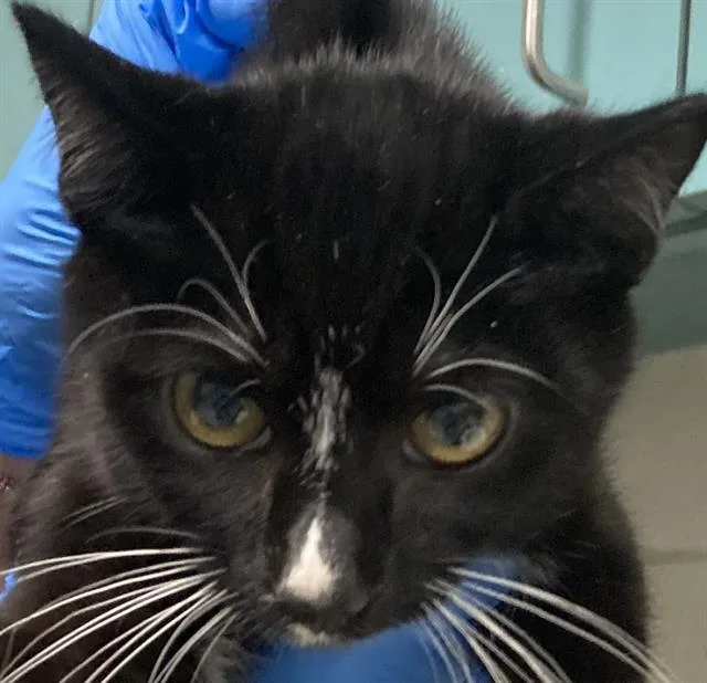 A baby small-sized male Domestic Short Hair cat named Isabelo for adoption in Long Beach, CA