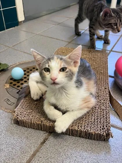 Glinda