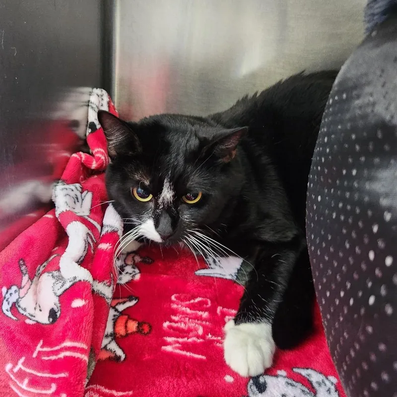 A young small-sized male Black Domestic Short Hair cat named Lenny for adoption in Brockton, MA