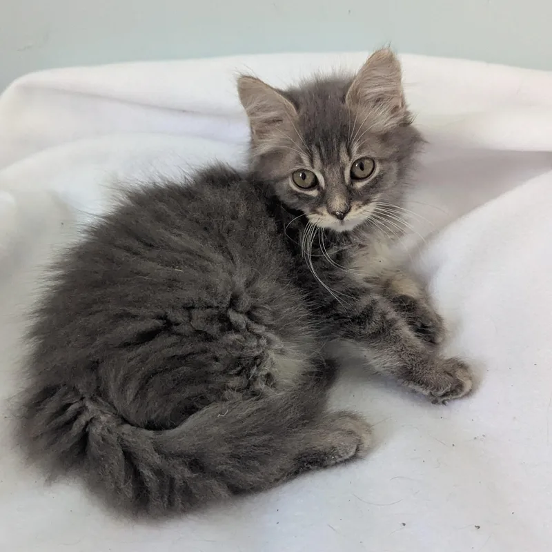 A baby large-sized male Tabby (Gray / Blue / Silver) Domestic Long Hair cat named Splash for adoption in Haddon Heights, NJ