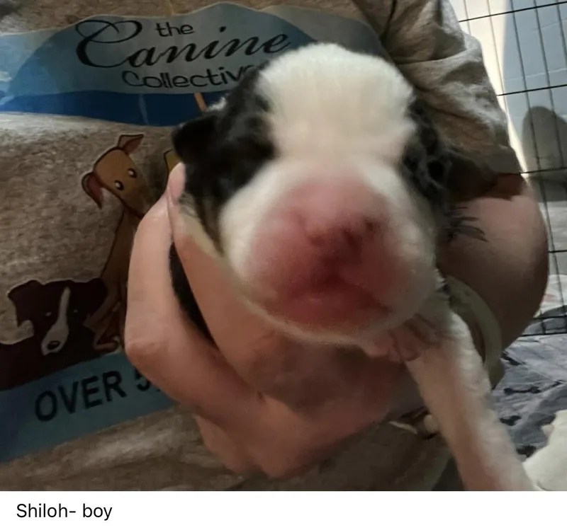 Shiloh thumbnail 2