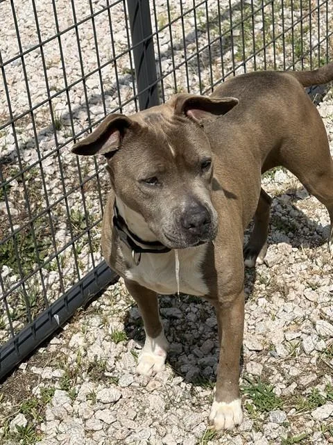 A young medium-sized female American Staffordshire Terrier dog named Irene for adoption in Chester, SC