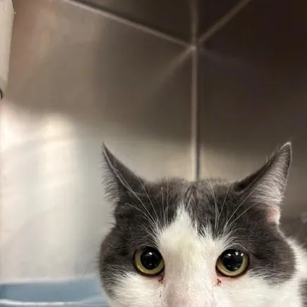 An adult large-sized male Gray & White Domestic Short Hair cat named Leon for adoption in Braintree, MA