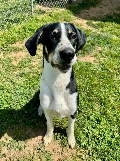 A young medium-sized male Coonhound dog named Gallagher for adoption in Westland, MI