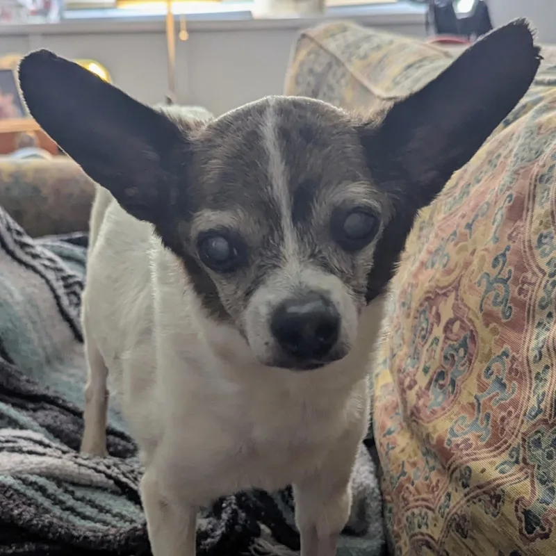 Beauregard the th thumbnail 5
