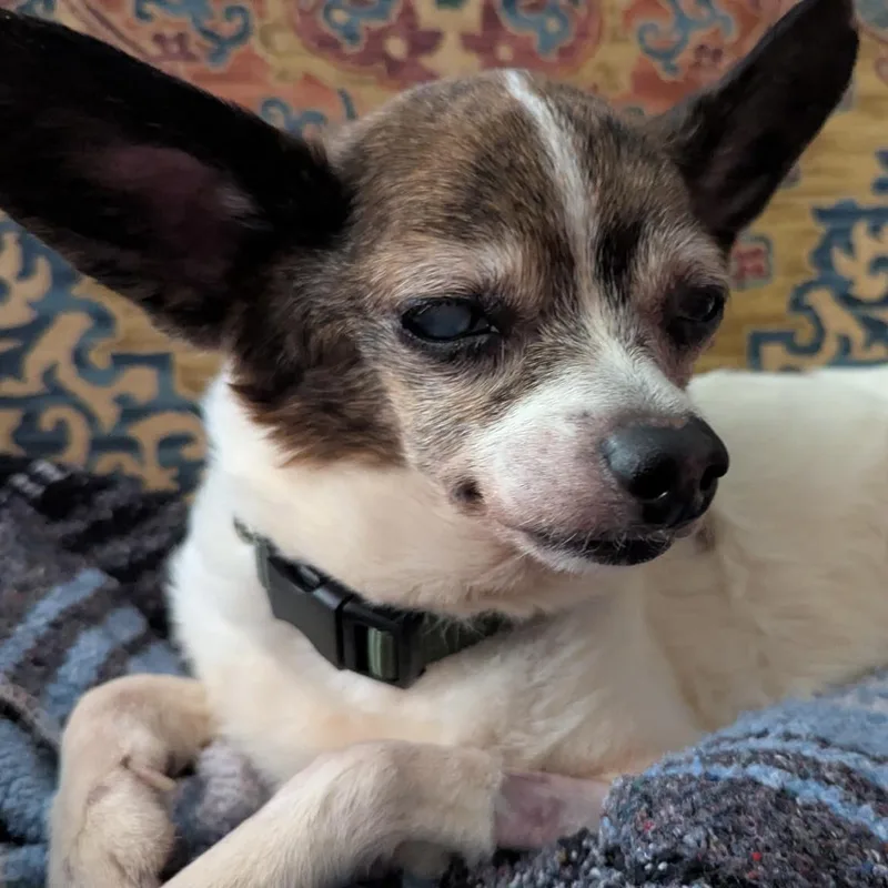 Beauregard the th thumbnail 6