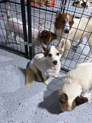 An adult small-sized male White / Cream Mixed Breed dog named Celeste for adoption in Georgetown, SC