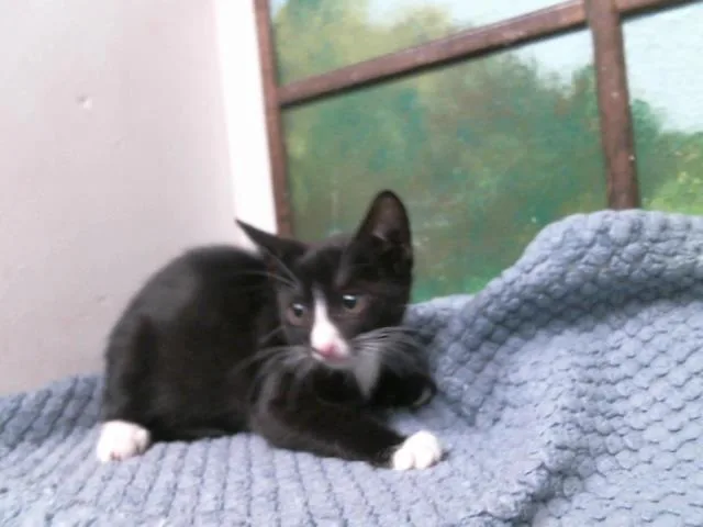 A baby small-sized male Domestic Short Hair cat named Claude for adoption in Houston, TX