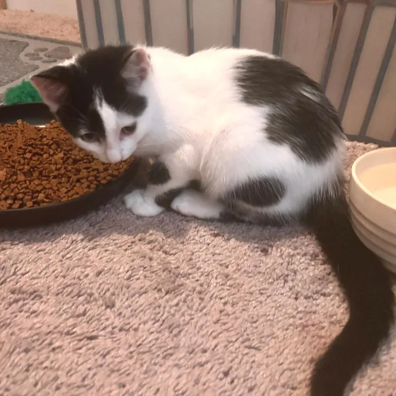 A baby small-sized male Black Domestic Short Hair cat named Reese for adoption in Brownsboro, AL