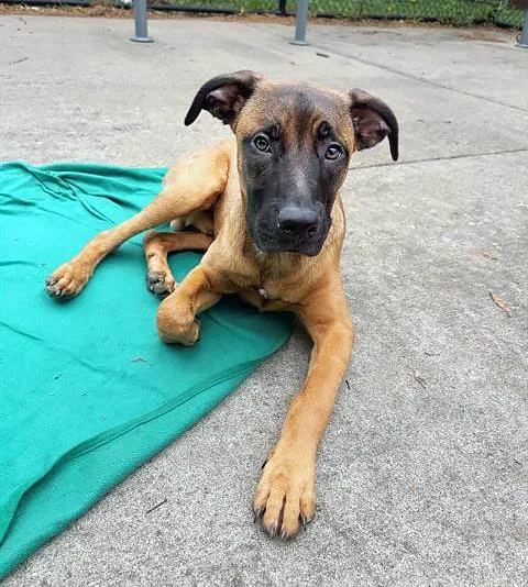 A young medium-sized male Black Mixed Breed dog named Ebi for adoption in Nashville, TN