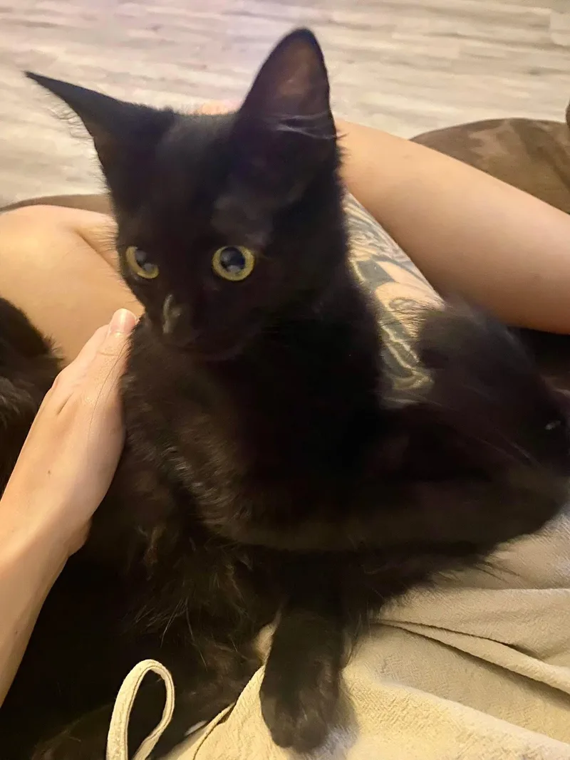 A baby small-sized female Domestic Short Hair cat named Sadie and Salem for adoption in Tampa, FL