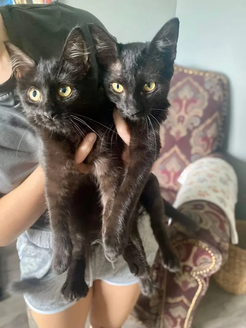 Sadie and Salem thumbnail 2