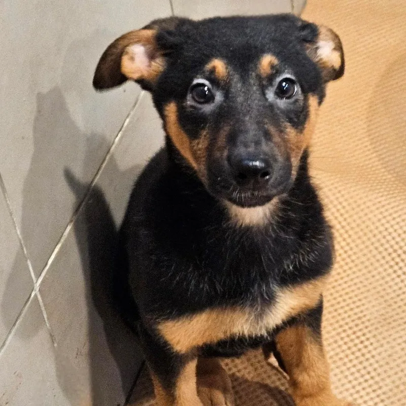 A baby large-sized female Yellow / Tan / Blond / Fawn German Shepherd Dog dog named Bonsai for adoption in Chicago, IL