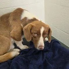 An adult small-sized male Brown / Chocolate Beagle dog named Svasstray for adoption in Lyndhurst, VA