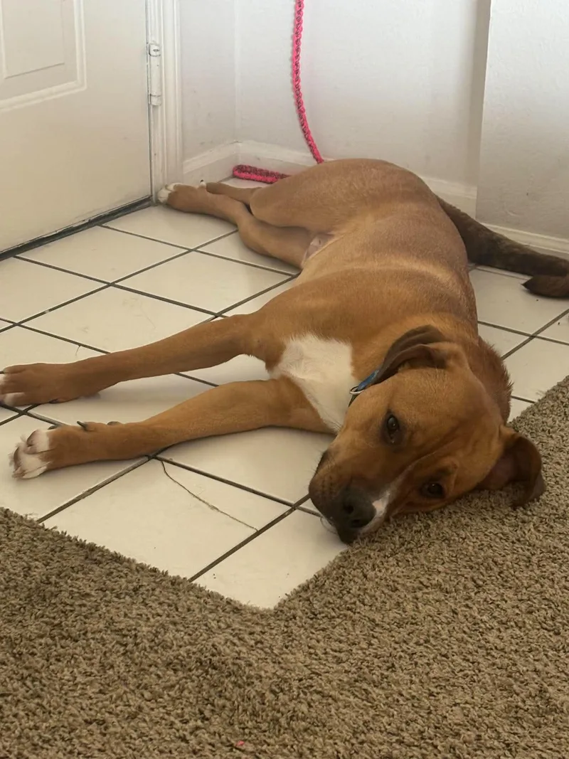 A young large-sized male Yellow / Tan / Blond / Fawn Catahoula Leopard Dog dog named Scooby for adoption in Overland Park, KS