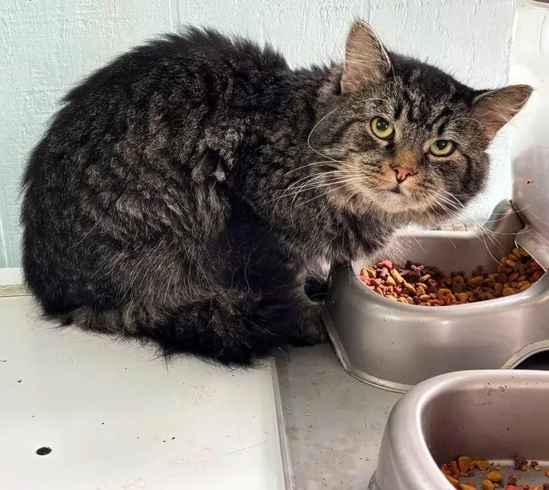 An adult medium-sized male Domestic Medium Hair cat named Todd for adoption in Coatesville, PA