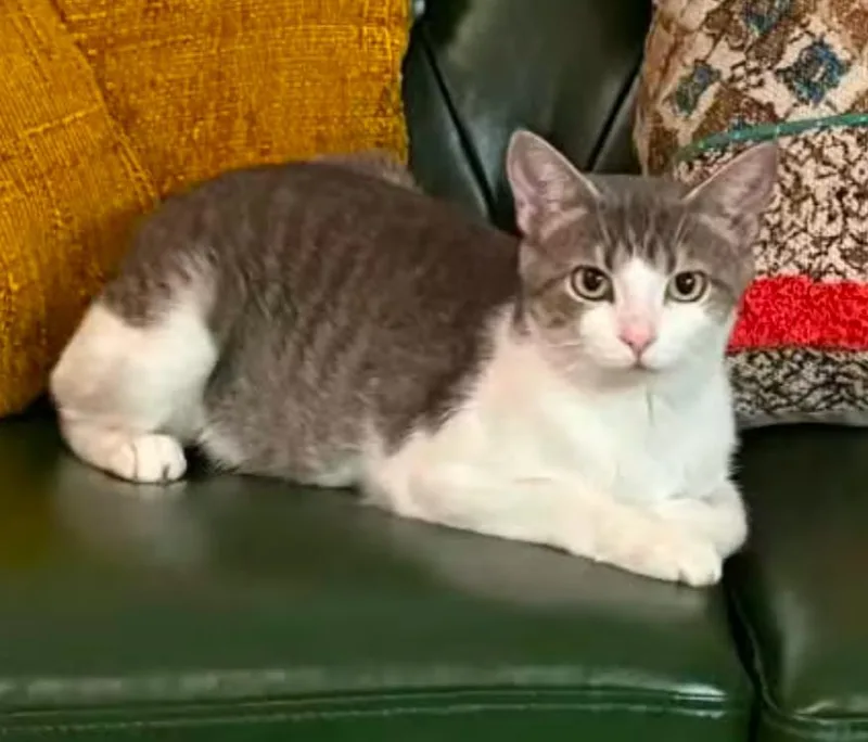 A young medium-sized female Domestic Short Hair cat named Grace for adoption in La Porte, IN