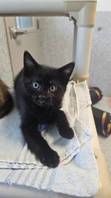 A baby small-sized female Domestic Short Hair cat named Poppy for adoption in Paradise, CA