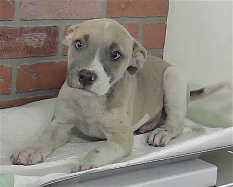 A baby small-sized female Staffordshire Bull Terrier dog named Nelli for adoption in Houston, TX