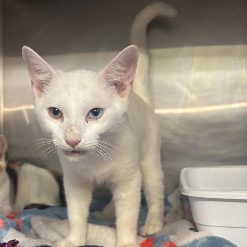 A young small-sized male White Domestic Short Hair cat named Sorenzo for adoption in Hinesville, GA