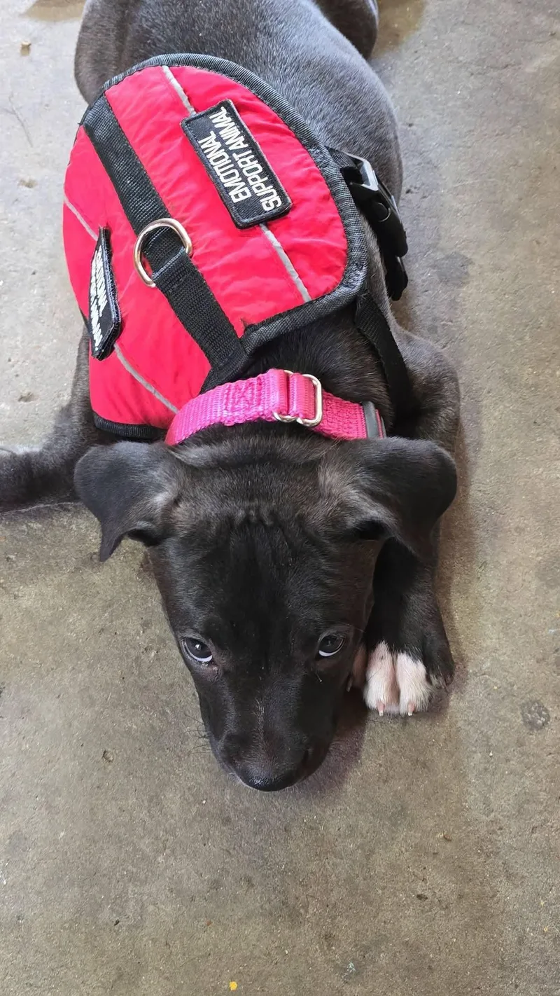 A baby medium-sized female Terrier dog named Guppy for adoption in St. Louis, MO
