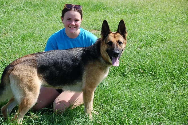 An adult large-sized female German Shepherd Dog dog named Bellah for adoption in Preston, CT