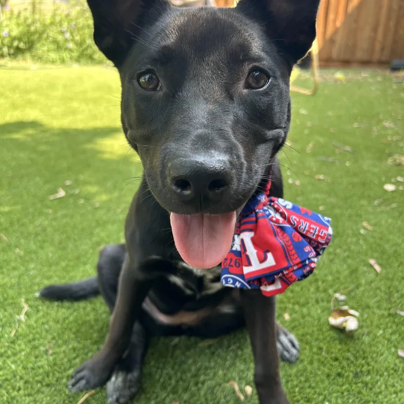 A young medium-sized female Australian Kelpie dog named Squirt for adoption in Coppell, TX