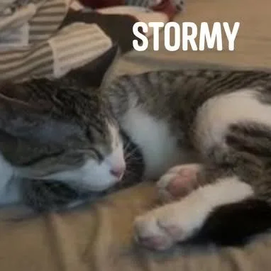A young large-sized male Gray / Blue / Silver American Shorthair cat named Stormie C for adoption in Minneapolis, MN