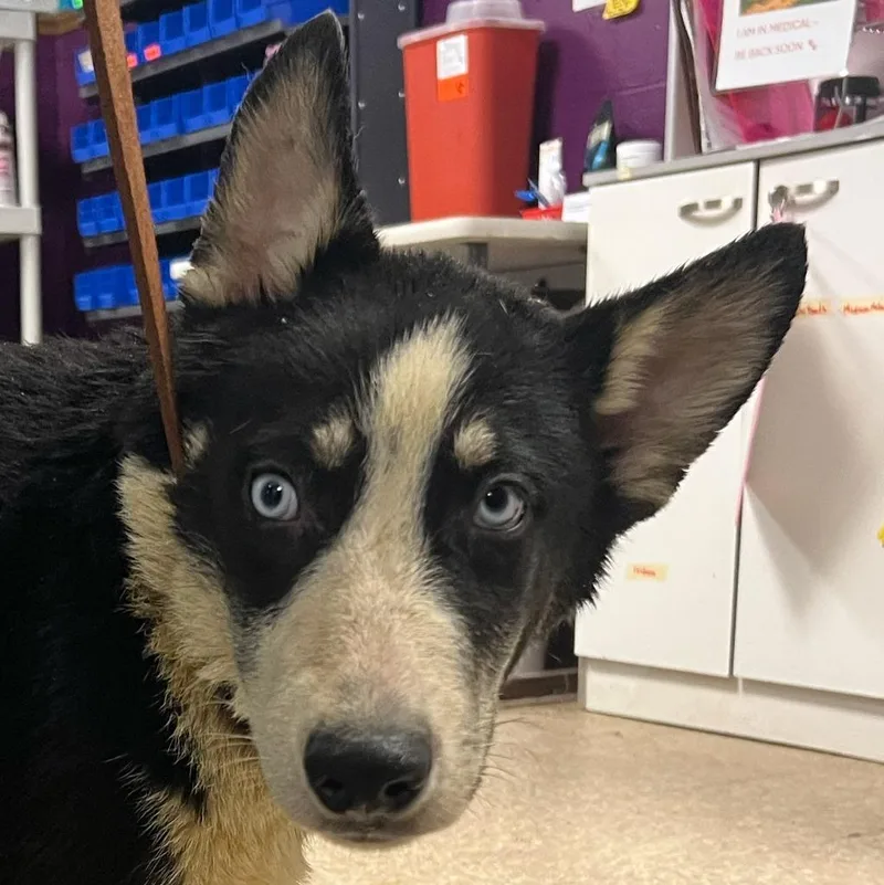 A baby medium-sized male Husky dog named Taro for adoption in Olean, NY