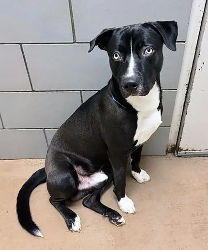 An adult large-sized male Black Mixed Breed dog named Bo for adoption in Nashville, TN