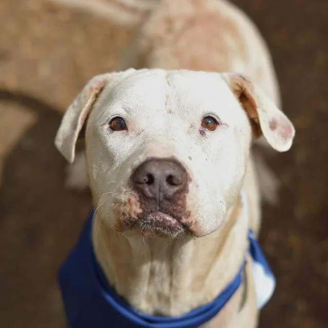 An adult medium-sized female American Staffordshire Terrier dog named Helen Humphrey for adoption in San Antonio, TX