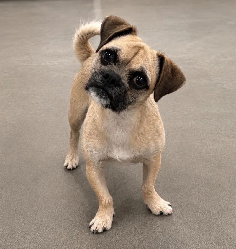 An adult small-sized male Pug dog named Graham for adoption in Gilbert, AZ