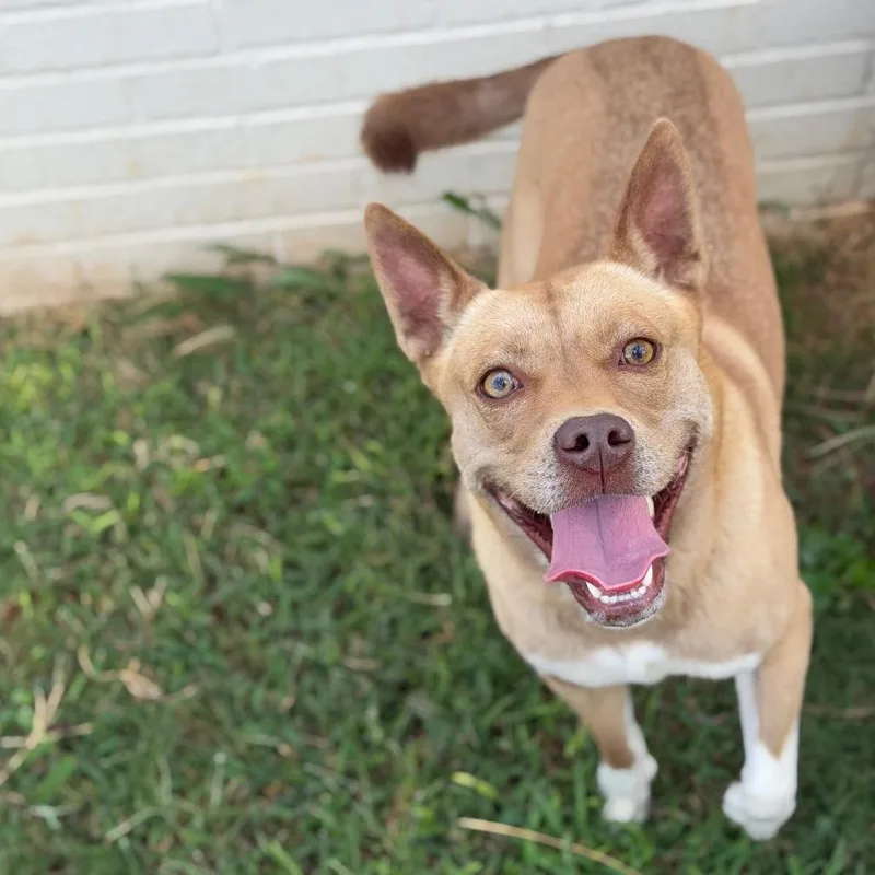 An adult medium-sized female Red / Chestnut / Orange Mixed Breed dog named Shenzi for adoption in Brownsboro, AL
