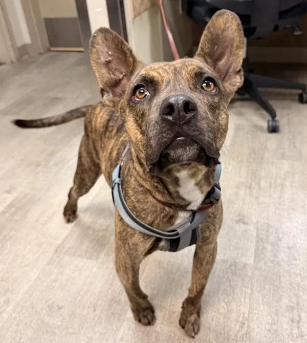 An adult medium-sized male Pit Bull Terrier dog named Eduardo for adoption in San Diego, CA