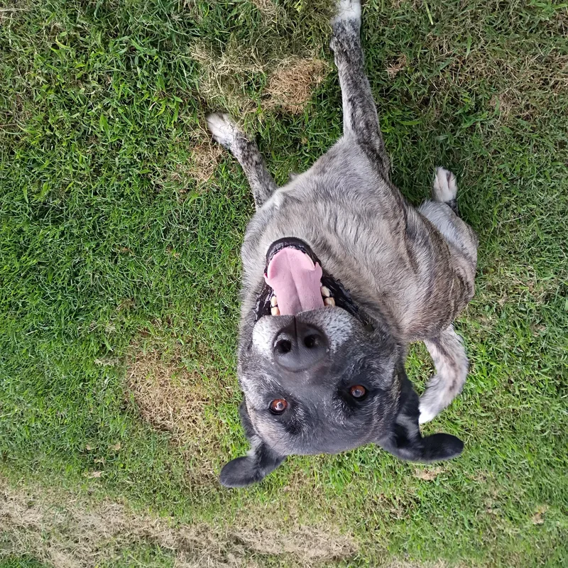 Timber