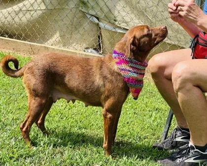 A young medium-sized female Fox Terrier dog named Flamingo $ for adoption in Seneca, SC