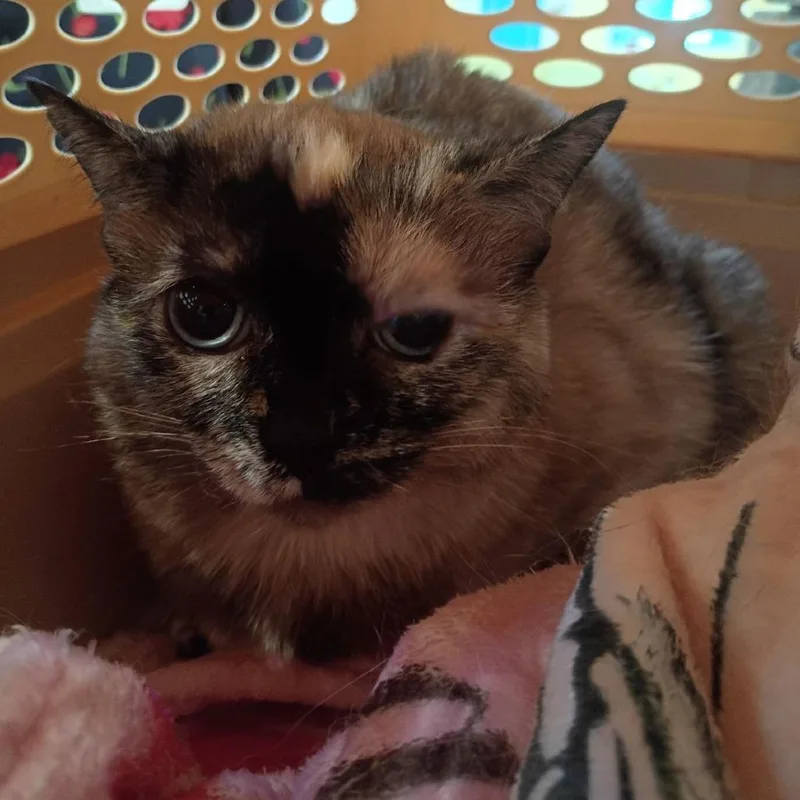 An adult medium-sized female Torbie Domestic Short Hair cat named Raine for adoption in Lynchburg, VA