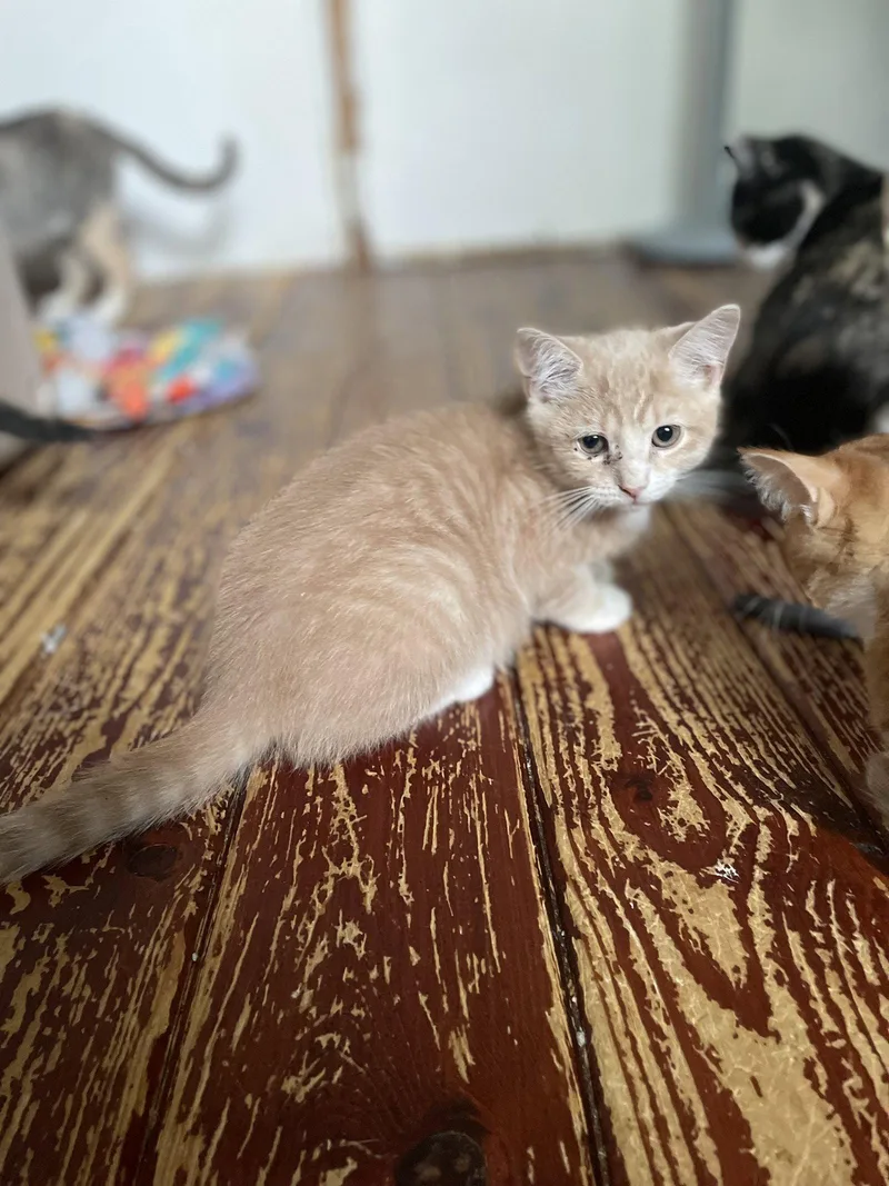 A baby small-sized female Buff & White Domestic Short Hair cat named Morocco for adoption in Trenton, NJ