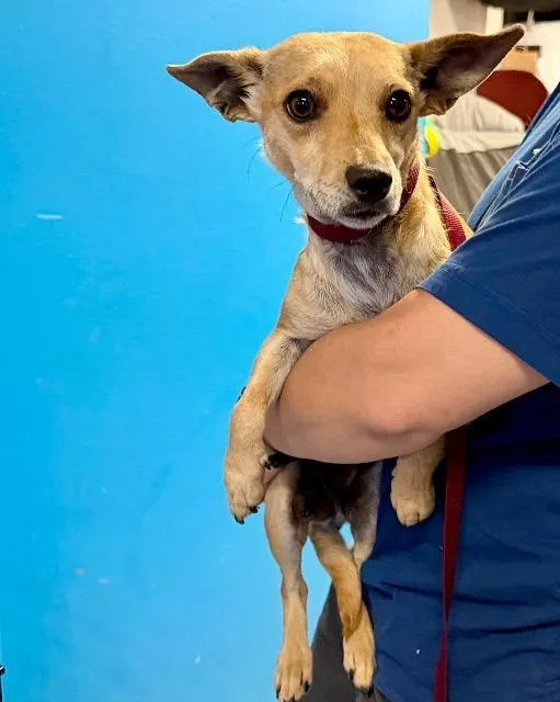 A young small-sized female Chihuahua dog named Snapdragon for adoption in Reno, NV
