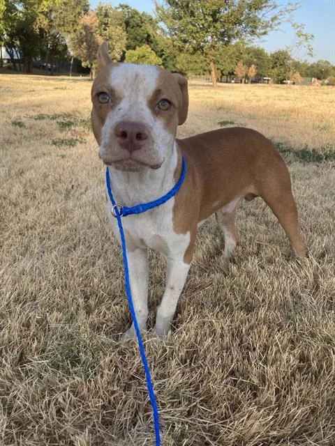 A young medium-sized male Mixed Breed dog named Singleton for adoption in Dallas, TX